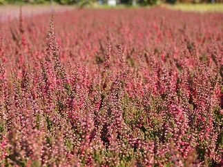 Calluna